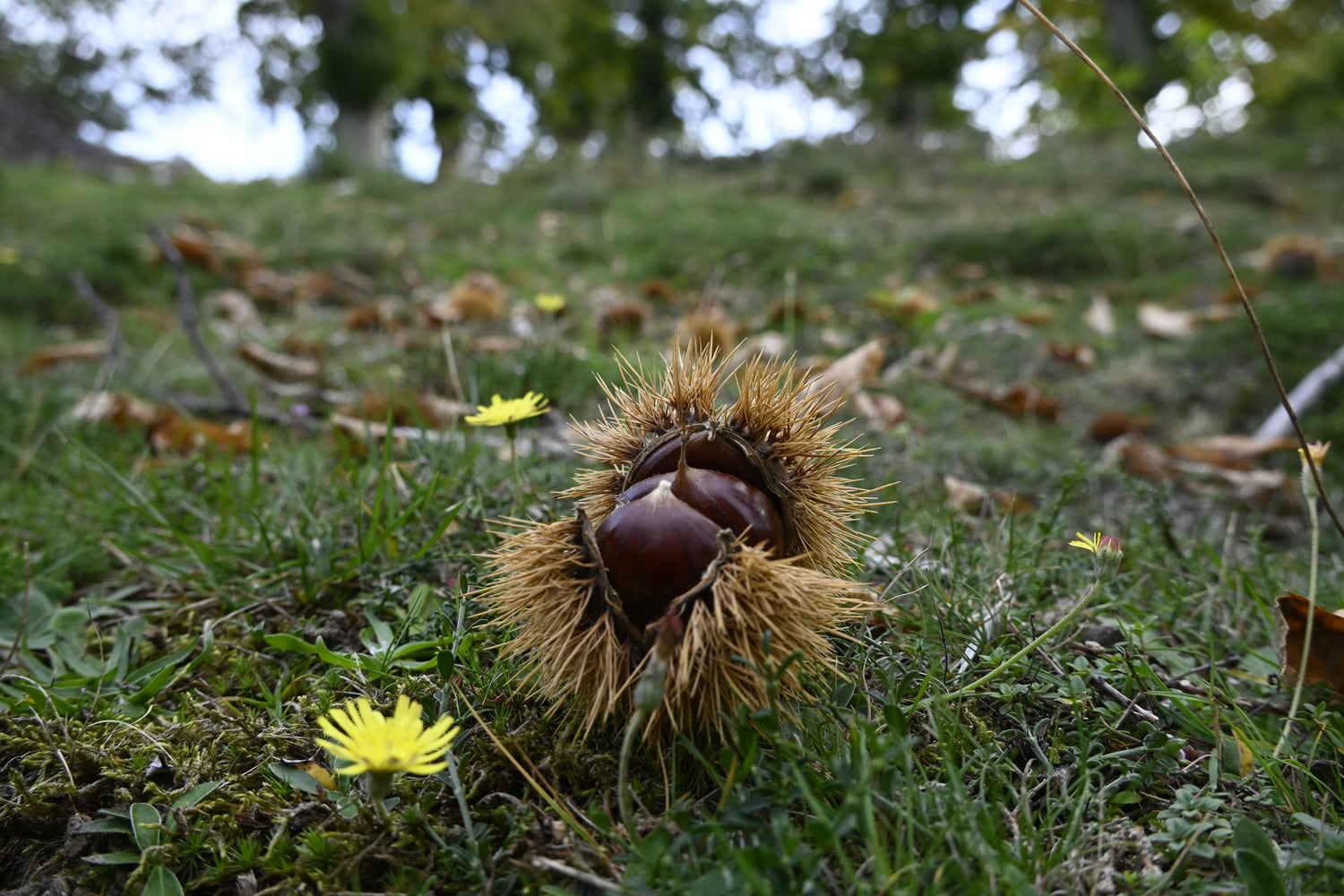 Bogue de chataigne